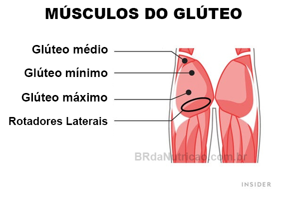 5 Melhores Exercícios para Treino de Gluteos em Casa 1 musculos do gluteo