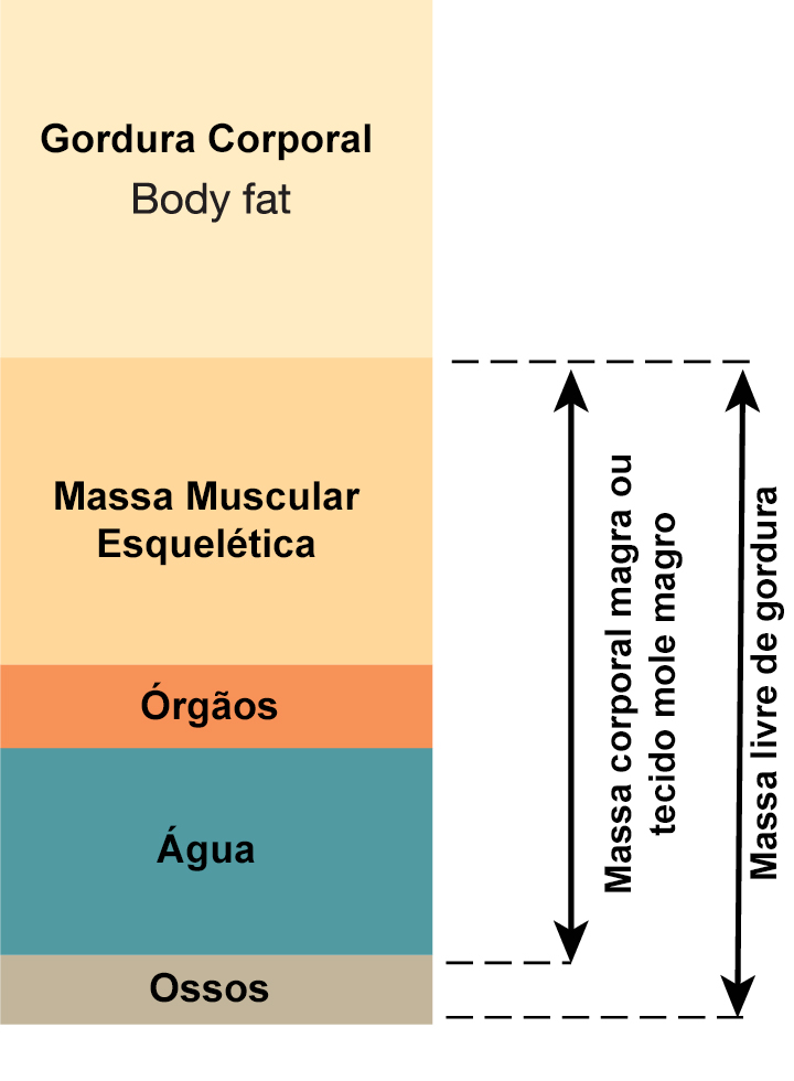 composição corporal: diferença da Massa Magra e Massa Muscular